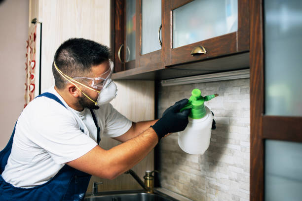 Wasp Removal Services in Flower Mound, TX