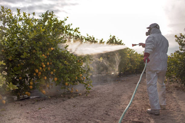 Best Ant Control Services  in Flower Mound, TX