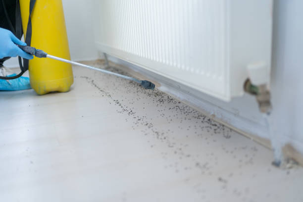 Best Residential Pest Control  in Flower Mound, TX